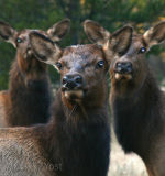 Cow Elk in Rocky Mountain National Park