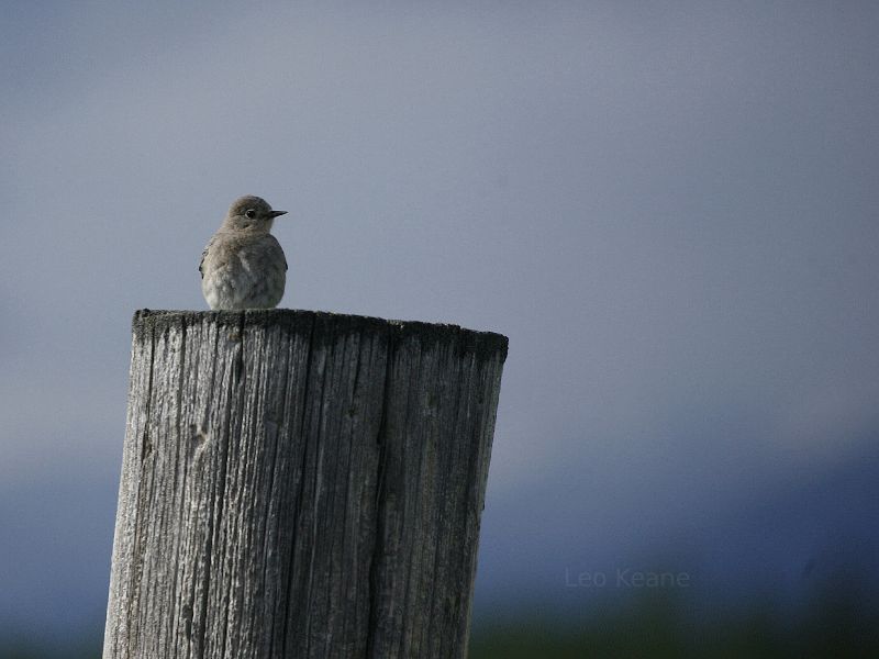 Bluebird on the Stillwater River, Whitefish Montana