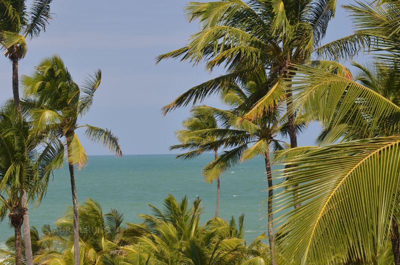 Coconut trees on the beach in Brazil