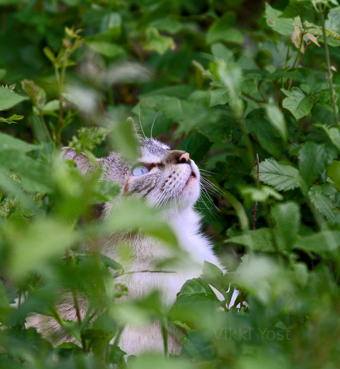 Cat in the grass in Texas.