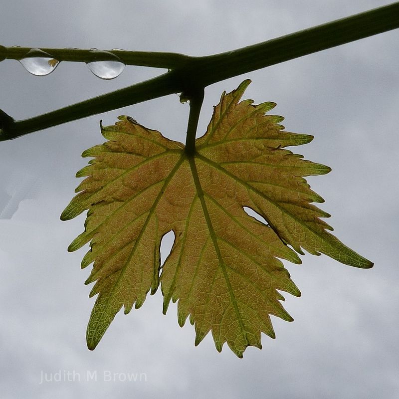 Leaves in Tasmania