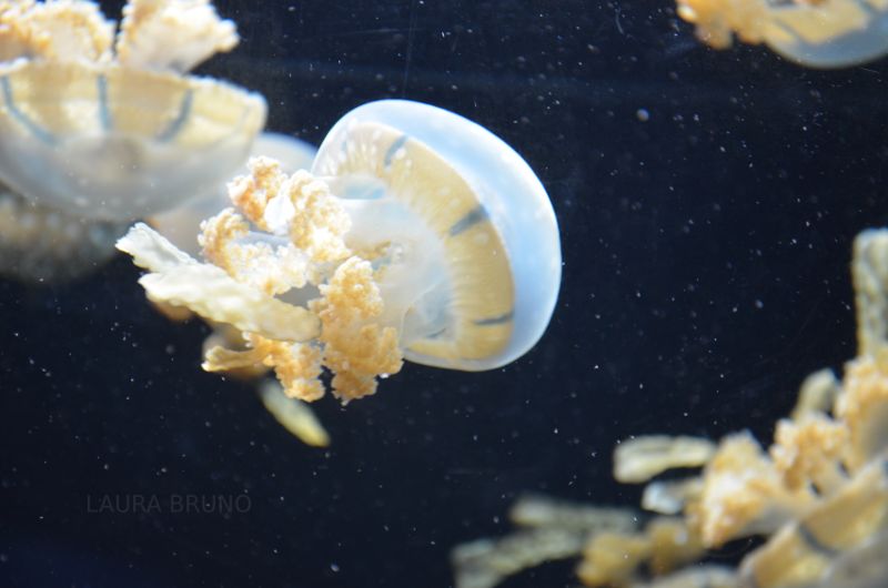 jellyfish