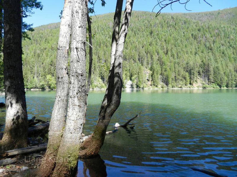 Tree in Elk Lake, MT
