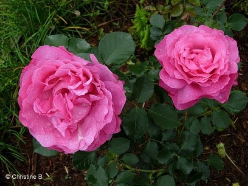 Two pink flowers after a rain in Australia.