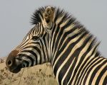 Zebra in South Africa