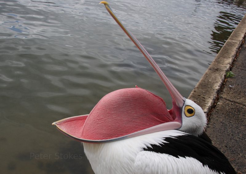 Big bird in Australia.