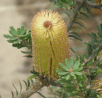 Banksia, Tasmania