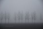 Trees in fog.