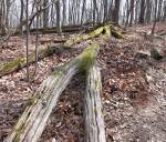 Tree on Sugarloaf Mountain, Maryland.