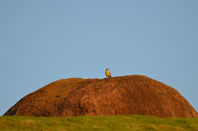 Bird on a rock.