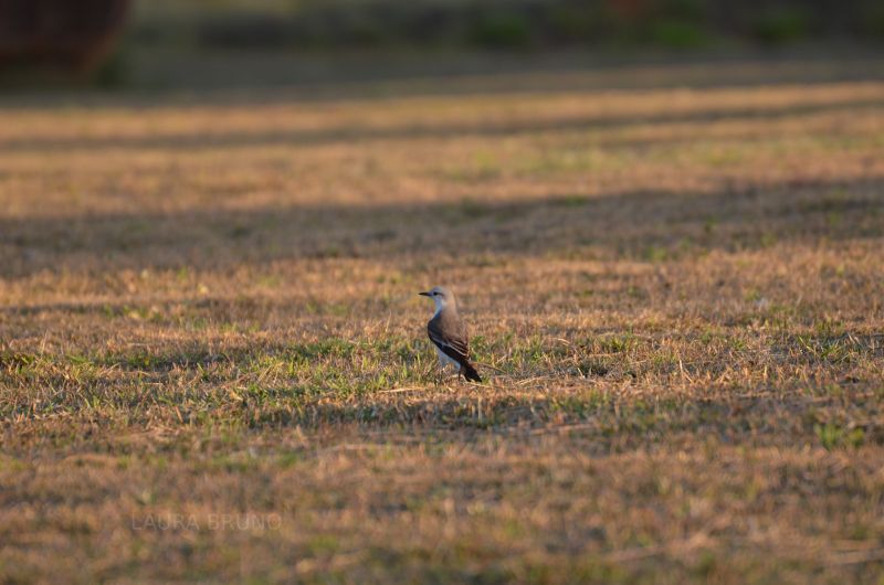 Bird in Brazil.