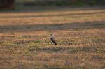 Bird in Brazil.