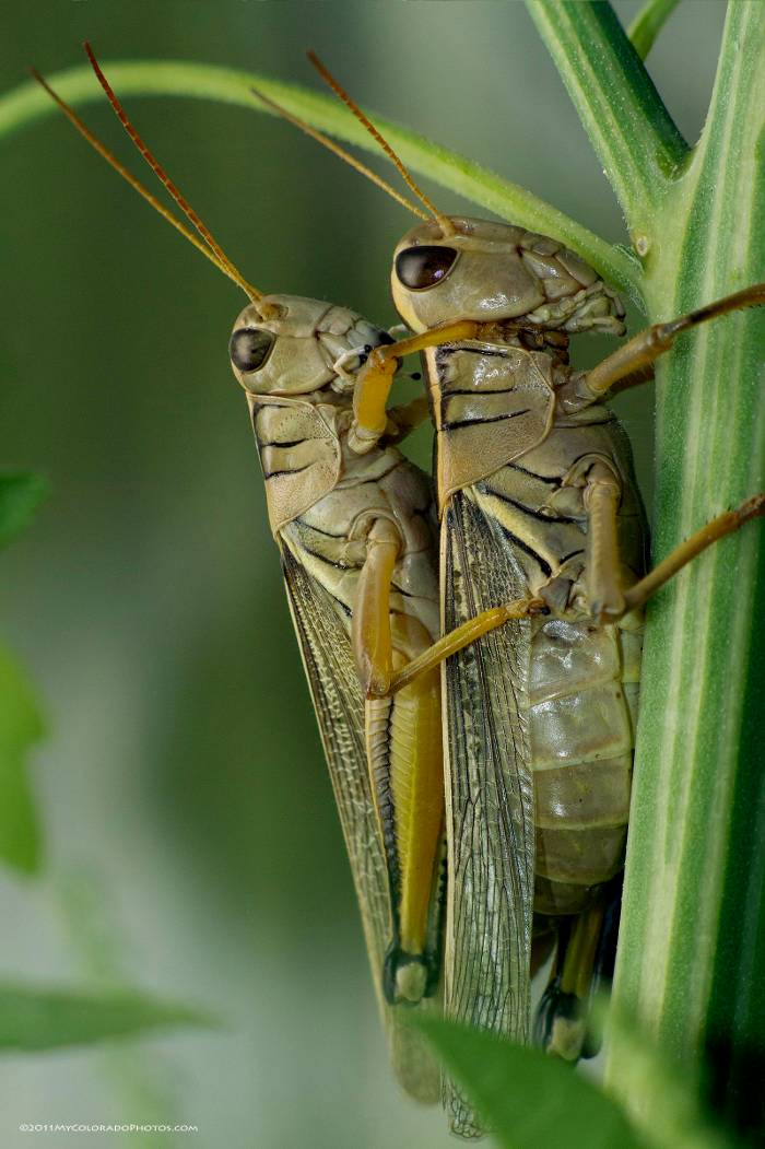 Grasshoppers mating.