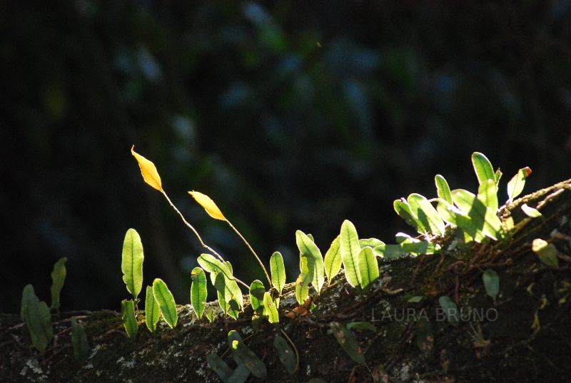 Growing vines on a limb.