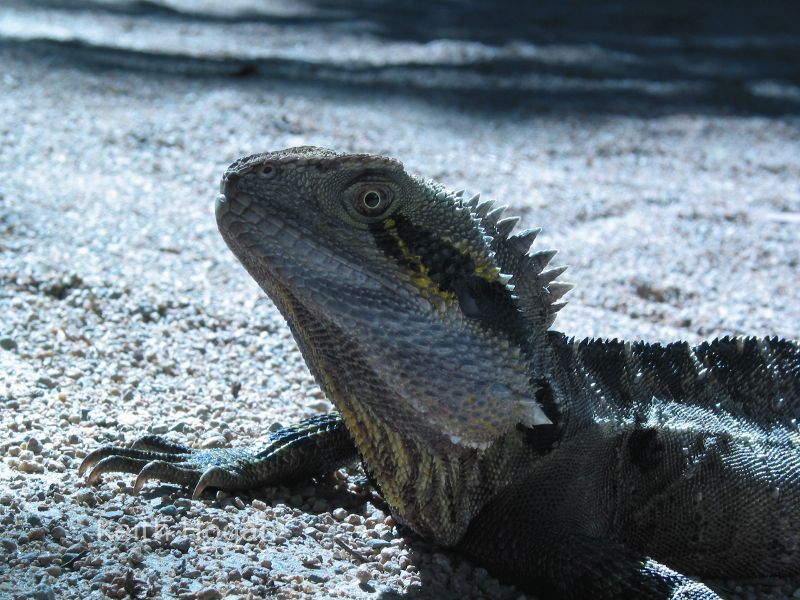 lizard in Beerwah, Queensland, Australia.