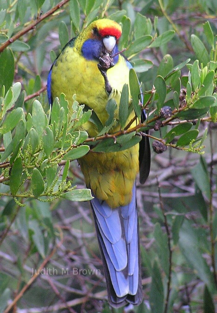 Parrot in Tasmania!