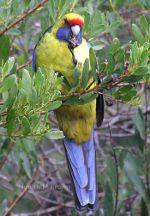 Parrot in Tasmania!