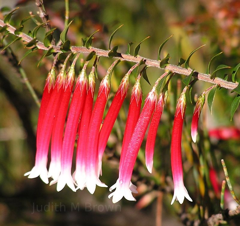 Red flower in South Africa.