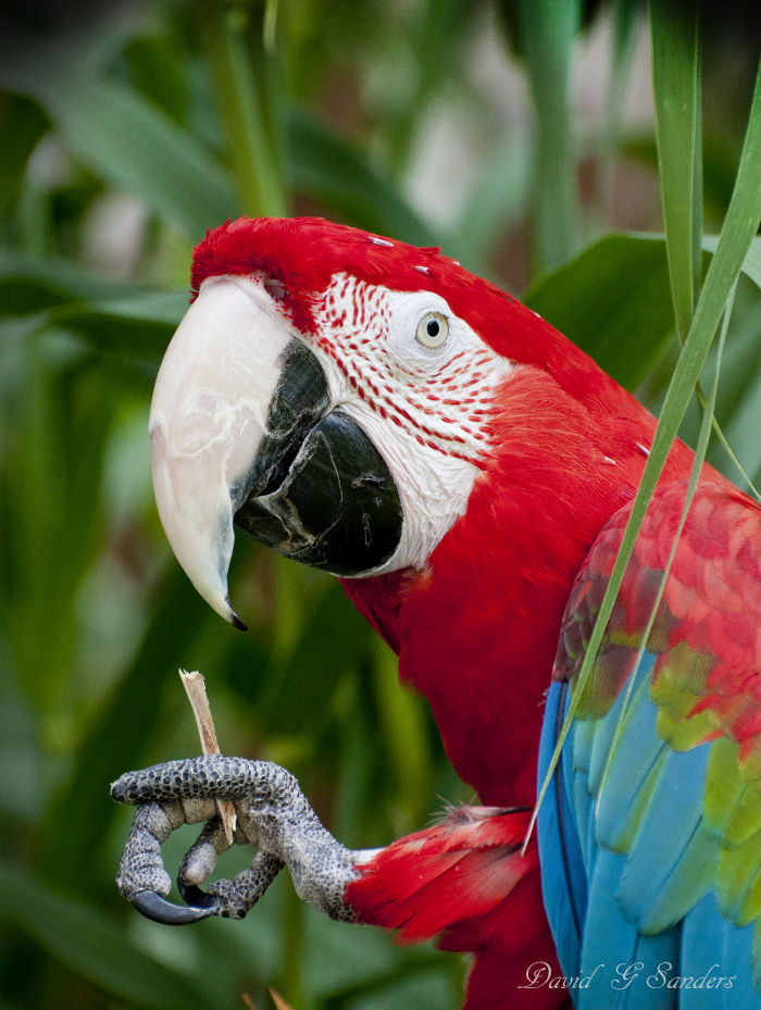 Macaw parrot, Salt Lake City, Utah zoo