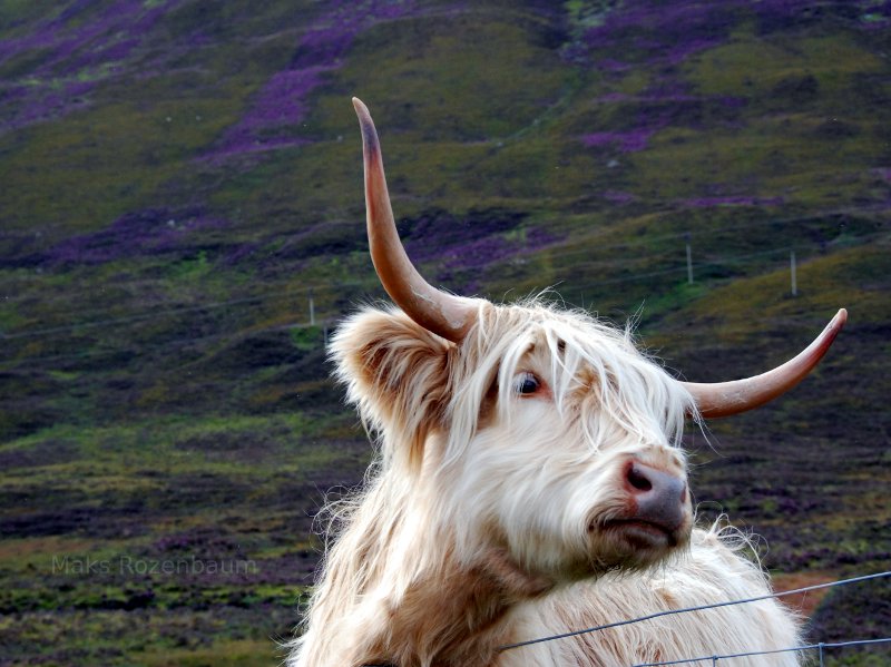 Highland Cattle in Scotland.