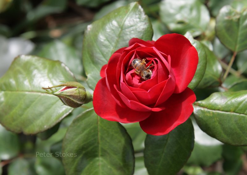 Bee on a bright red flower in Perth, Australia