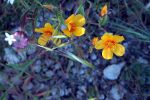 Pretty wild flowers.