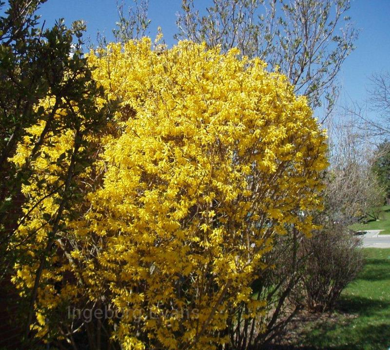 Yellow Shrub in Canada