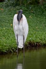 Bird in Amazonia, Brazil