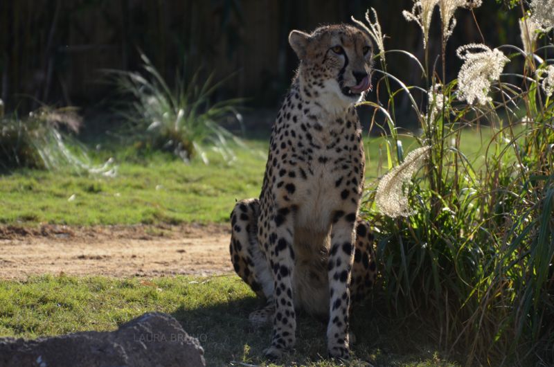 Zoo in Brazil