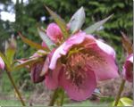Helleborus lenten rose flower