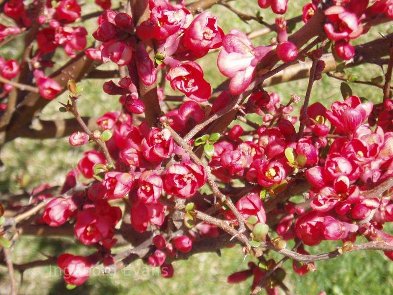 Sweet flowers