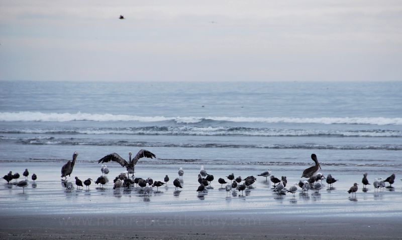 Birds on the beach