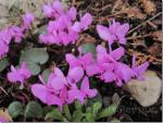 Pink flowers in spring!  pink cyclamen