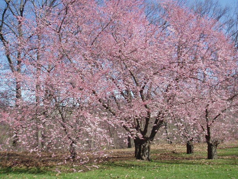 pink blossoms