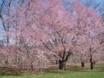 pink blossoms