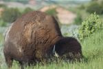 Bison in Theodore Roosevelt National Park