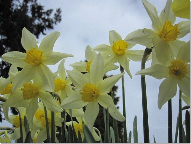 Pretty daffodils.