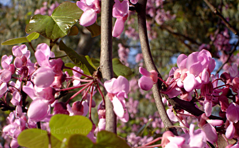 Pink Blossoms