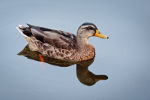 Mallards on the Kalamazoo river.