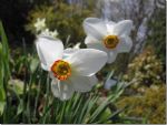 Beautiful flowers in Canada