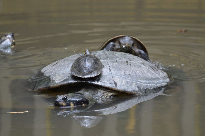 Turtles on top of turtles.