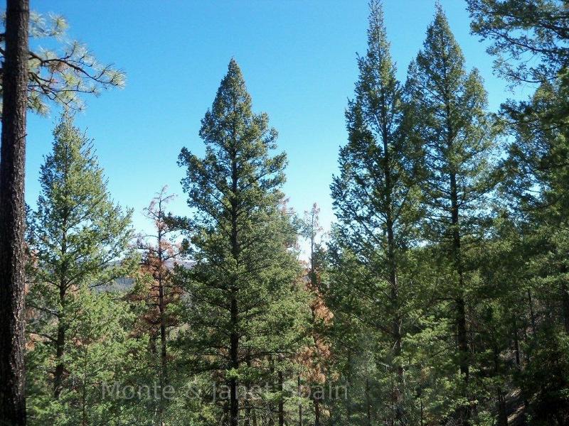 Forest in New Mexico