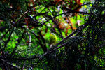 Bird singing in Kilbury Forest, India