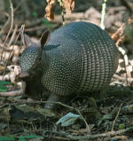 Armadillo