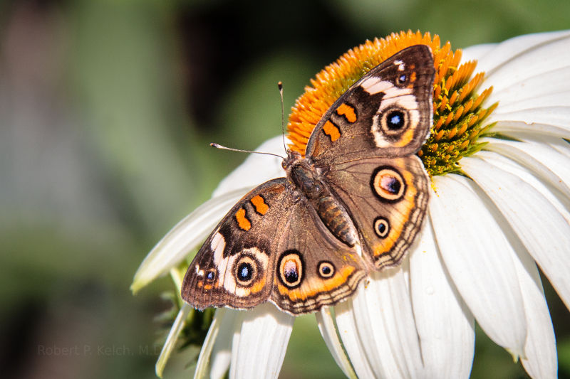 Butterfly on a daisy