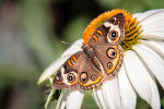 Butterfly on a daisy