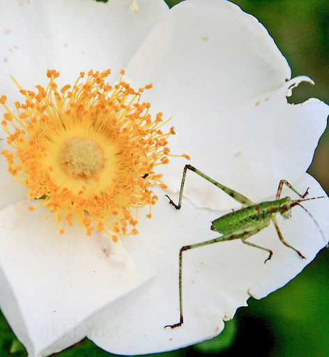 Bug on Flower