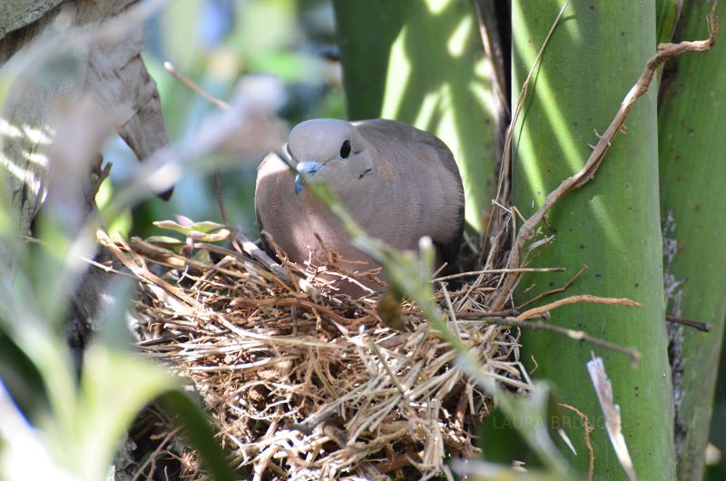 Mother bird in a nest.