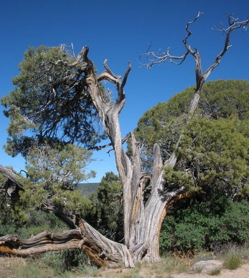 Black Canyon of the Gunnison National Park