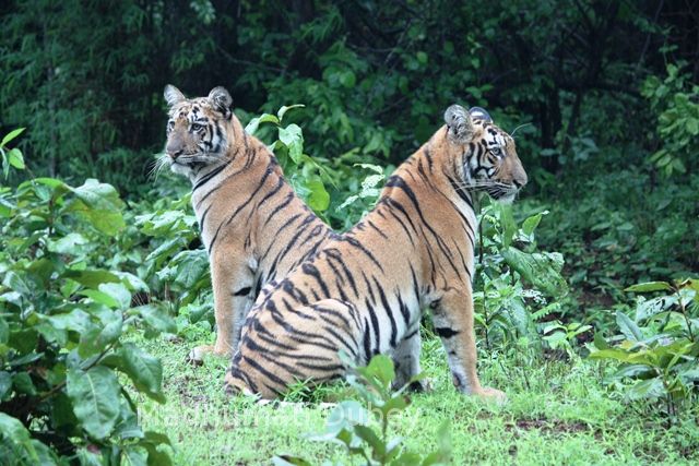 Tiger cubs